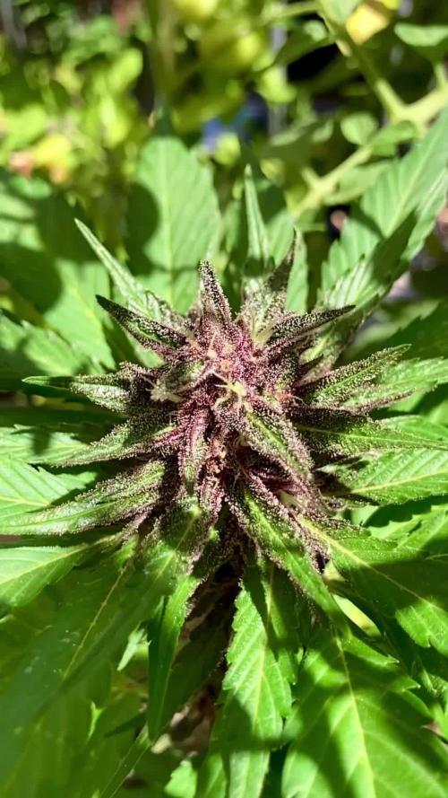 Guava Auto fast buds Outdoor 2025