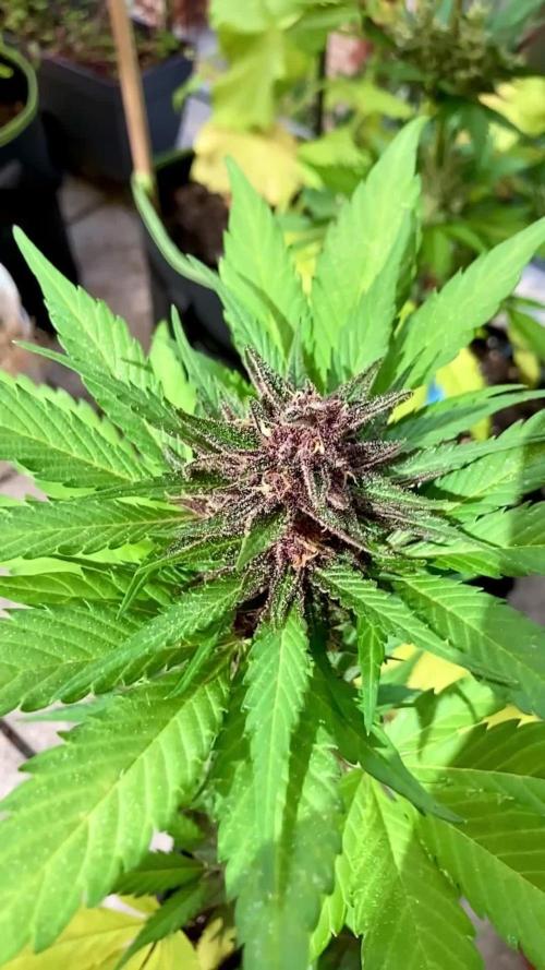 Guava Auto fast buds Outdoor 2025