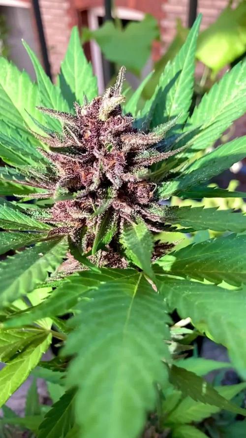 Guava Auto fast buds Outdoor 2025