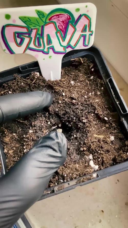 Guava Auto fast buds Outdoor 2025