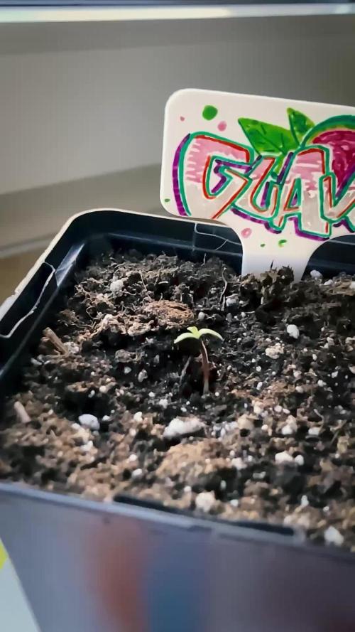 Guava Auto fast buds Outdoor 2025