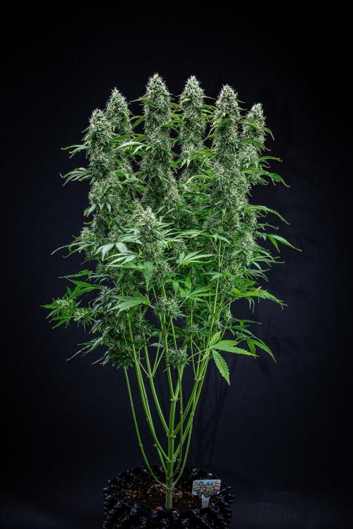 Dutch Treat Auto Zamnesia Seeds. Week 11 - Day 73