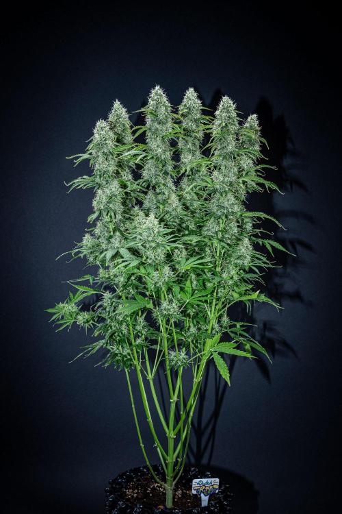 Dutch Treat Auto Zamnesia Seeds. Week 11 - Day 73