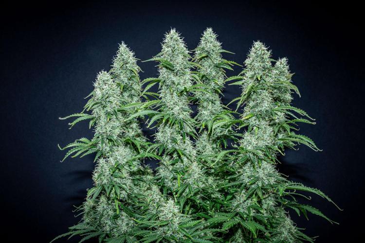 Dutch Treat Auto Zamnesia Seeds. Week 11 - Day 73