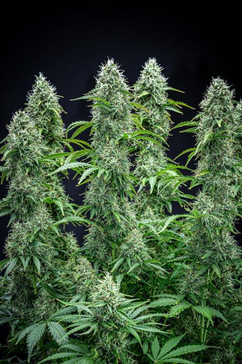 Dutch Treat Auto Zamnesia Seeds. Week 11 - Day 73