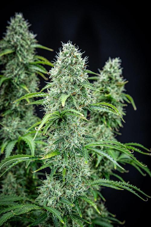 Dutch Treat Auto Zamnesia Seeds. Week 11 - Day 73