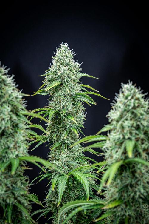 Dutch Treat Auto Zamnesia Seeds. Week 11 - Day 73