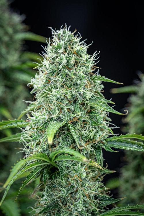 Dutch Treat Auto Zamnesia Seeds. Week 11 - Day 73