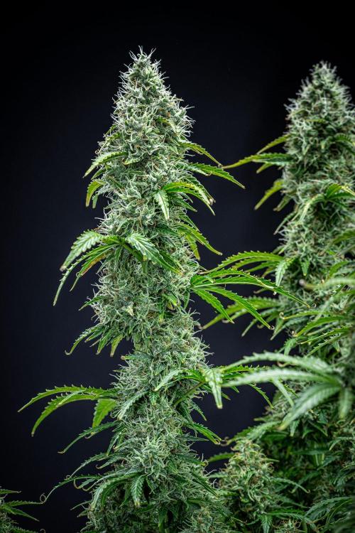 Dutch Treat Auto Zamnesia Seeds. Week 11 - Day 73