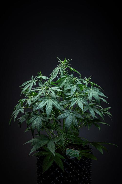 Sour Jealousy Auto Fast buds. Week 5 - Day 34