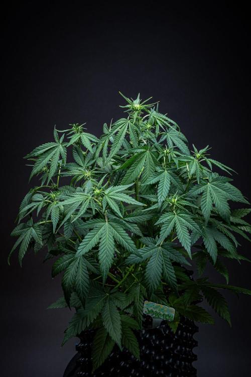 Sour Jealousy Auto Fast buds. Week 5 - Day 34