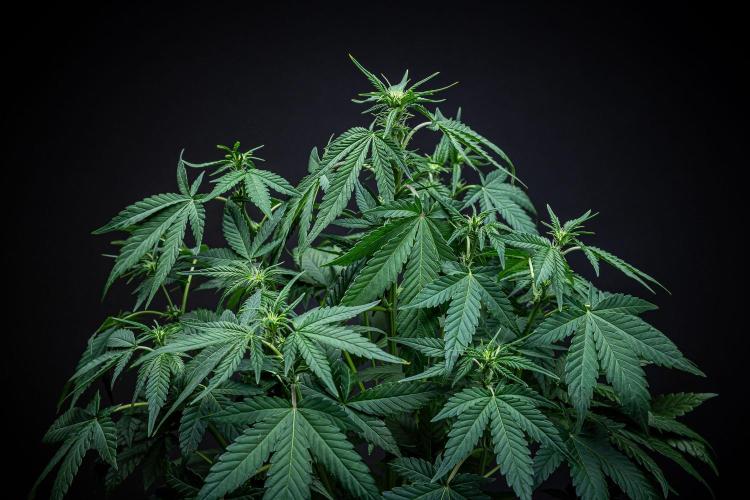 Sour Jealousy Auto Fast buds. Week 5 - Day 34