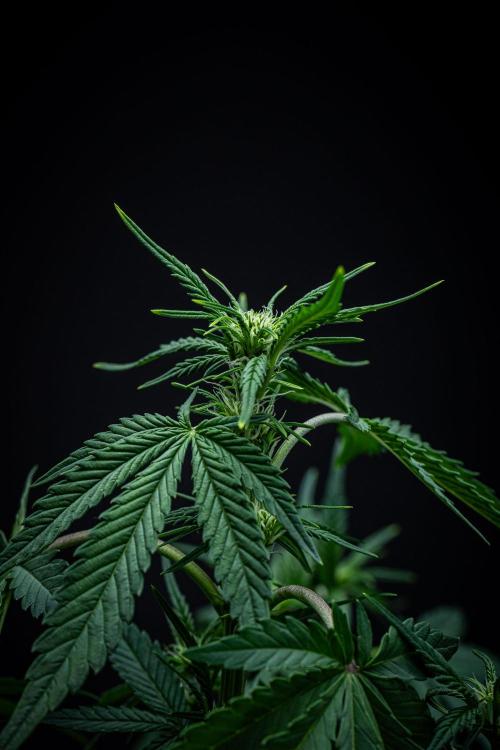 Sour Jealousy Auto Fast buds. Week 5 - Day 34