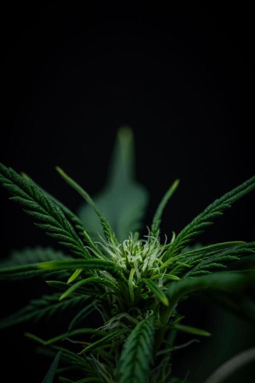 Sour Jealousy Auto Fast buds. Week 5 - Day 34