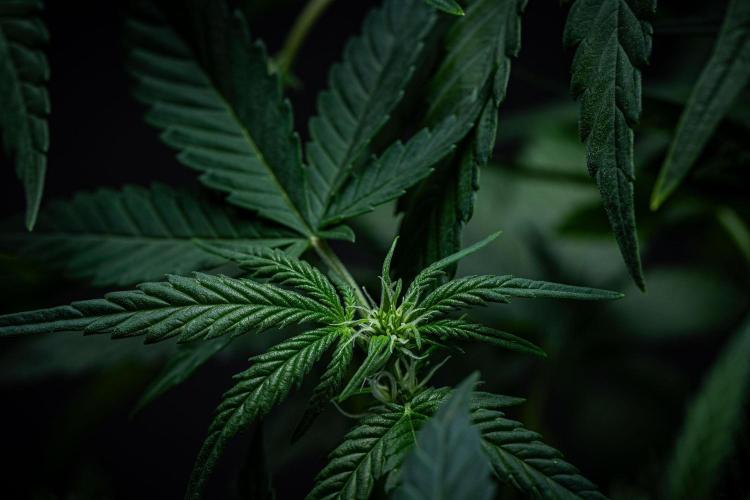 Sour Jealousy Auto Fast buds. Week 5 - Day 34