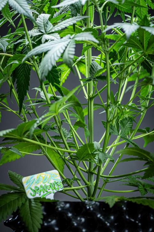 Sour Jealousy Auto Fast buds. Week 5 - Day 34