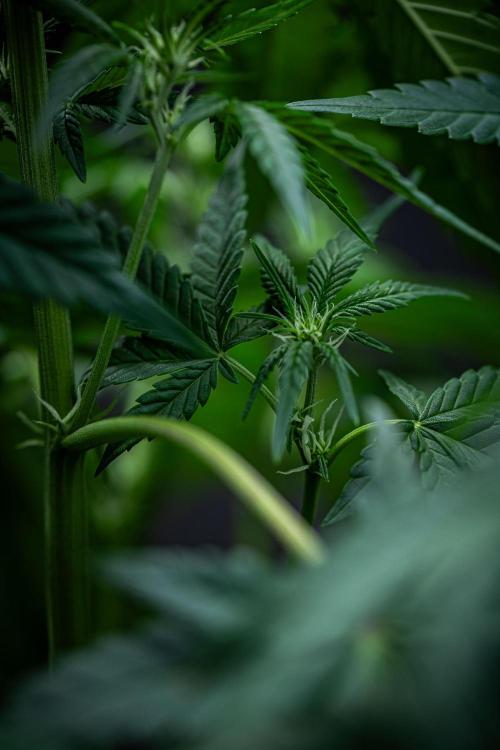 Sour Jealousy Auto Fast buds. Week 5 - Day 34