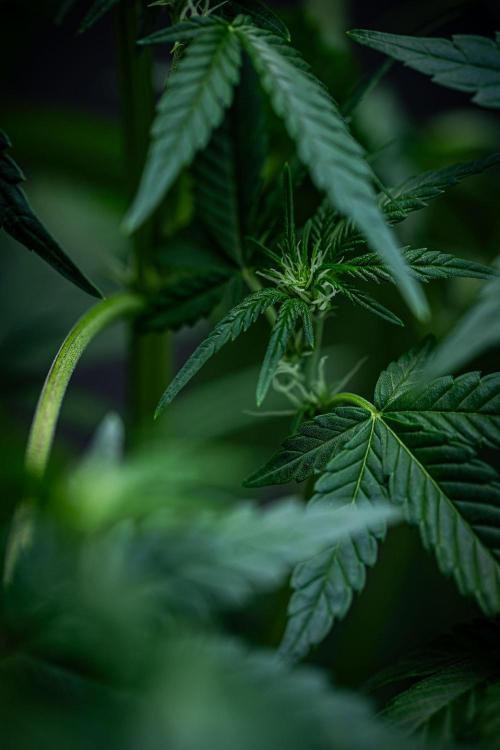 Sour Jealousy Auto Fast buds. Week 5 - Day 34