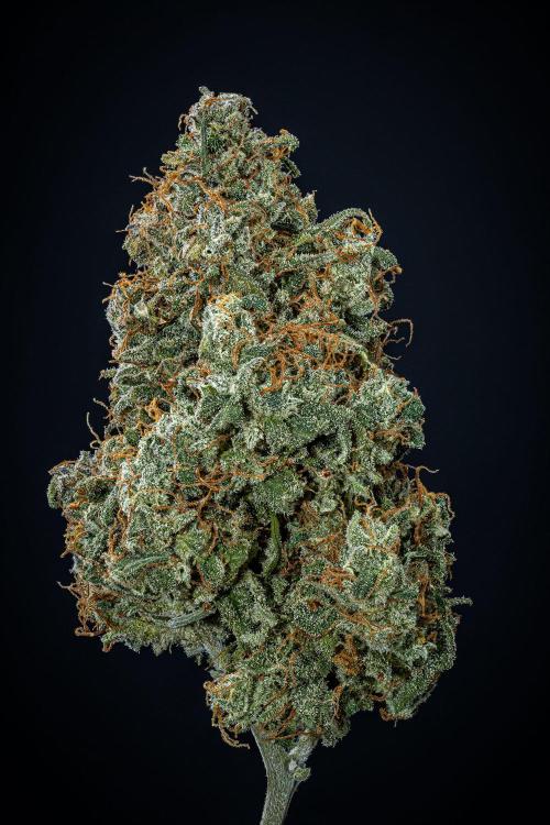 MAC #1 Auto Dutch Passion. Week 11 - Day 99