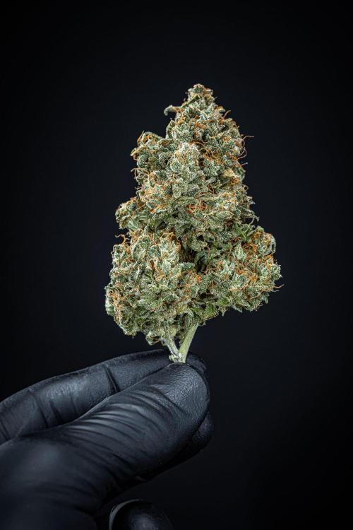 MAC #1 Auto Dutch Passion. Week 11 - Day 99