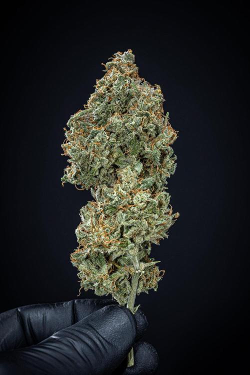 MAC #1 Auto Dutch Passion. Week 11 - Day 99