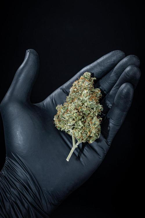 MAC #1 Auto Dutch Passion. Week 11 - Day 99