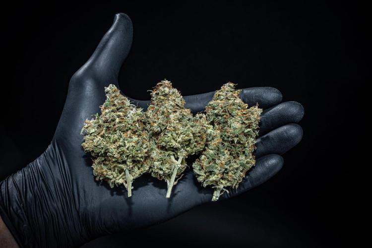 MAC #1 Auto Dutch Passion. Week 11 - Day 99