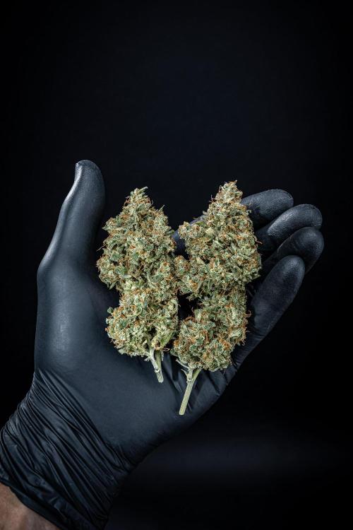 MAC #1 Auto Dutch Passion. Week 11 - Day 99