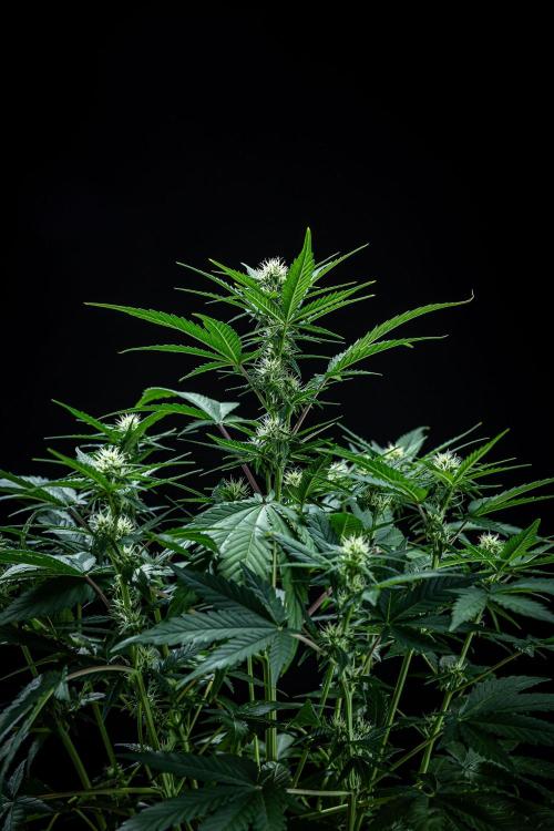 Sour Jealousy Auto Fast buds. Week 6 - Day 41