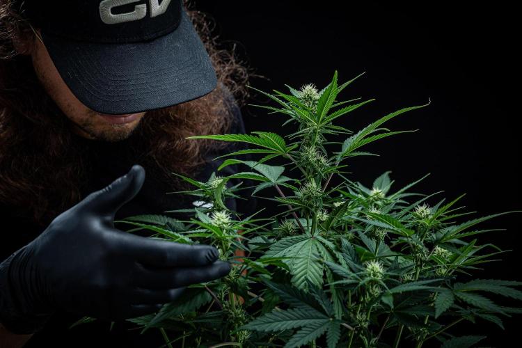 Sour Jealousy Auto Fast buds. Week 6 - Day 41