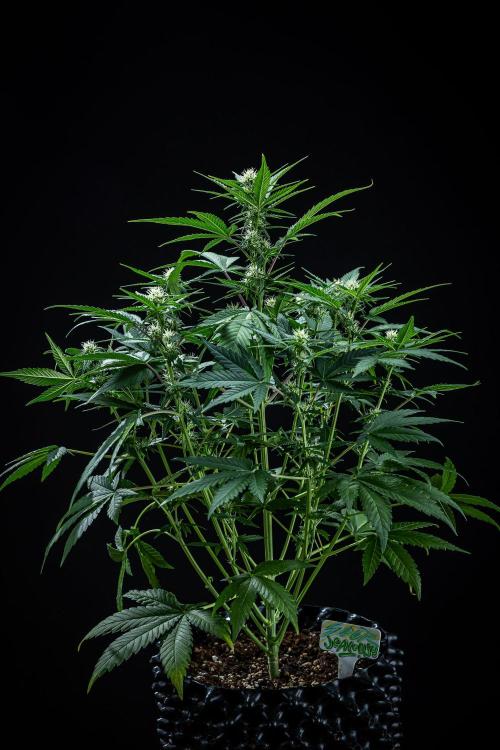 Sour Jealousy Auto Fast buds. Week 6 - Day 41