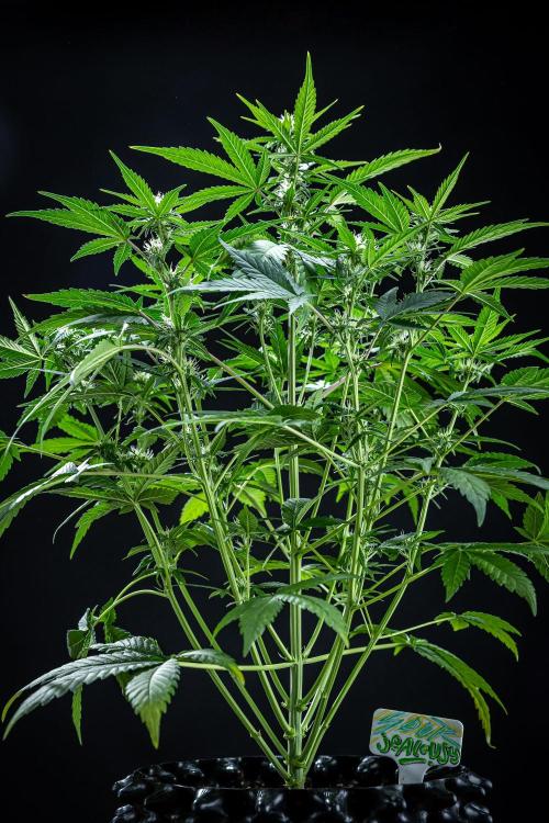 Sour Jealousy Auto Fast buds. Week 6 - Day 41