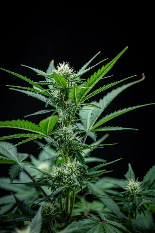 Sour Jealousy Auto Fast buds. Week 6 - Day 41