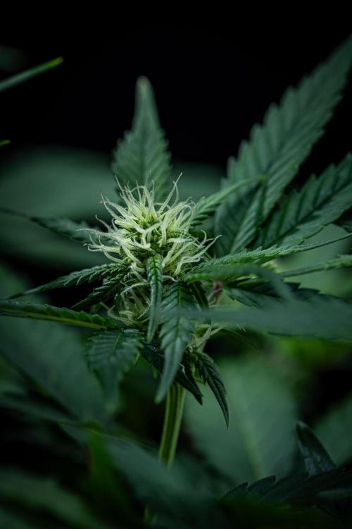 Sour Jealousy Auto Fast buds. Week 6 - Day 41