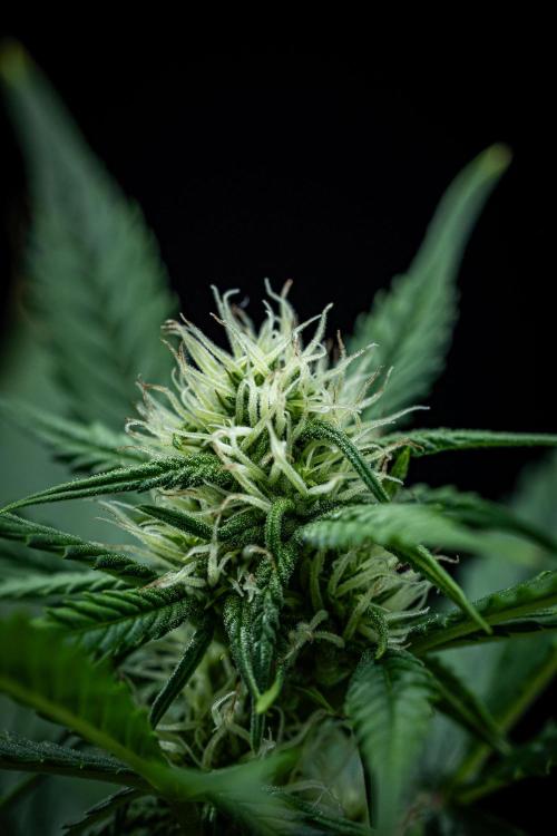 Sour Jealousy Auto Fast buds. Week 6 - Day 41