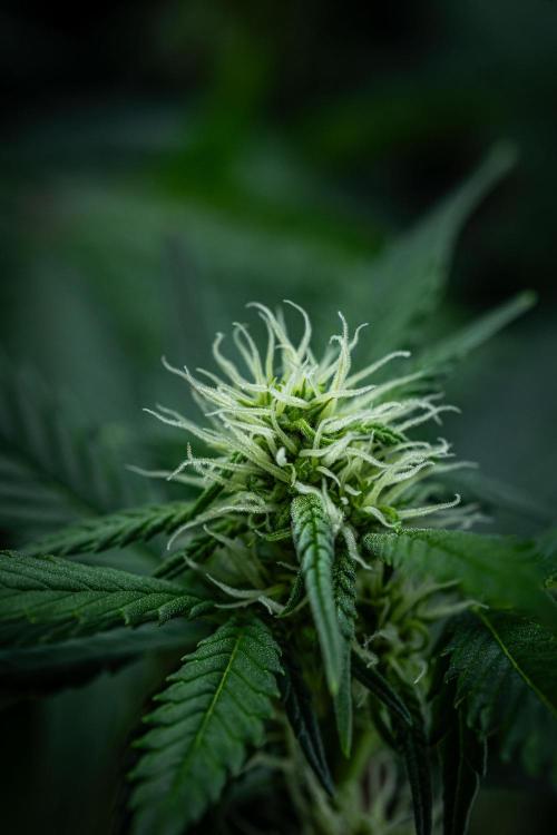 Sour Jealousy Auto Fast buds. Week 6 - Day 41