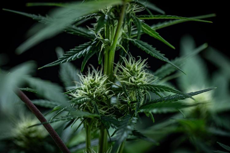 Sour Jealousy Auto Fast buds. Week 6 - Day 41