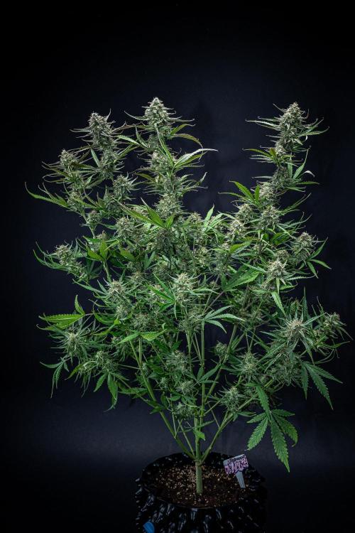 Permanent Jealousy XL Auto Sweet Seeds. Week 11 - Day 71