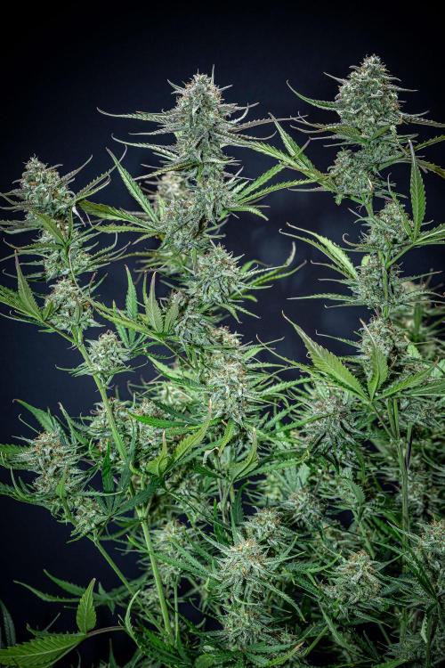 Permanent Jealousy XL Auto Sweet Seeds. Week 11 - Day 71