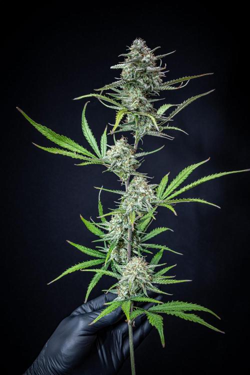 Permanent Jealousy XL Auto Sweet Seeds. Week 11 - Day 71