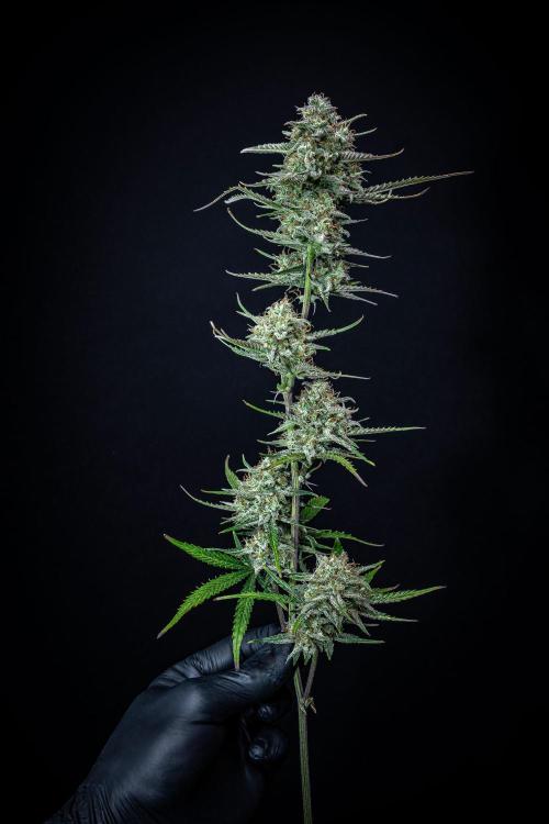 Permanent Jealousy XL Auto Sweet Seeds. Week 11 - Day 71