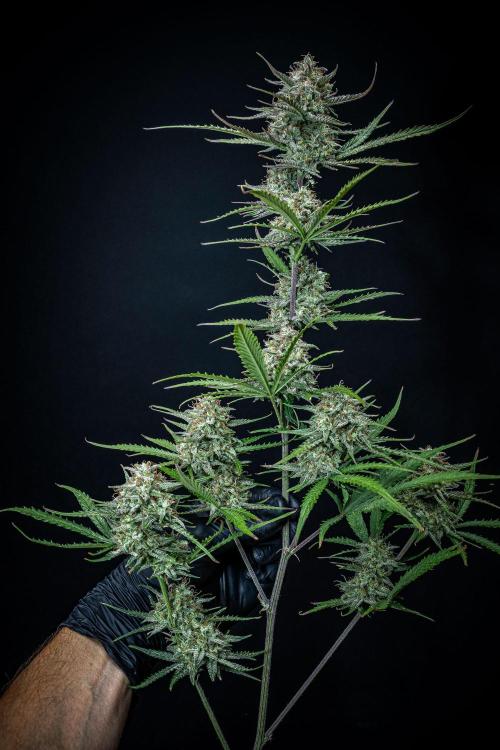 Permanent Jealousy XL Auto Sweet Seeds. Week 11 - Day 71