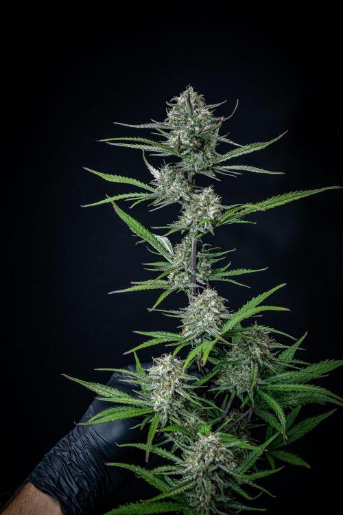 Permanent Jealousy XL Auto Sweet Seeds. Week 11 - Day 71