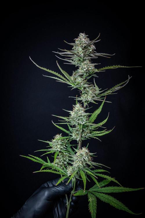 Permanent Jealousy XL Auto Sweet Seeds. Week 11 - Day 71