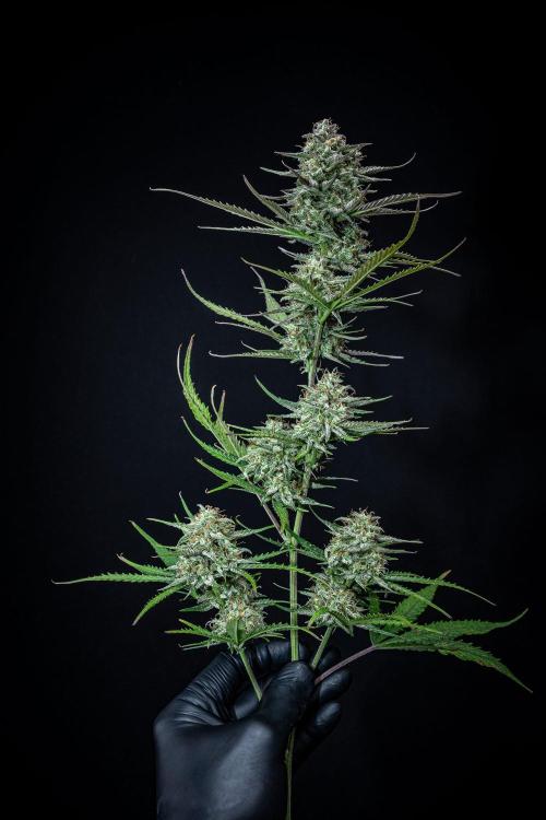 Permanent Jealousy XL Auto Sweet Seeds. Week 11 - Day 71