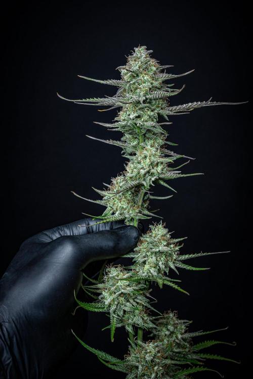 Permanent Jealousy XL Auto Sweet Seeds. Week 11 - Day 71