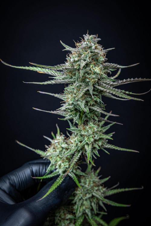 Permanent Jealousy XL Auto Sweet Seeds. Week 11 - Day 71