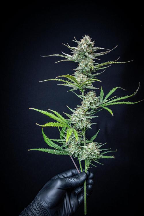 Permanent Jealousy XL Auto Sweet Seeds. Week 11 - Day 71