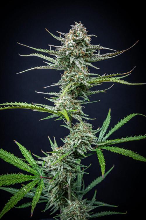 Permanent Jealousy XL Auto Sweet Seeds. Week 11 - Day 71