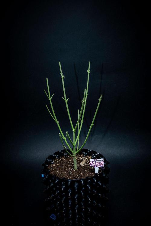 Permanent Jealousy XL Auto Sweet Seeds. Week 11 - Day 71 – that's it